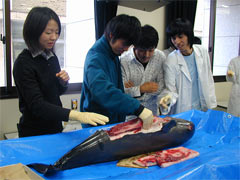 Environmental Pollutant Analysis on Dolphin in Ariake Sea