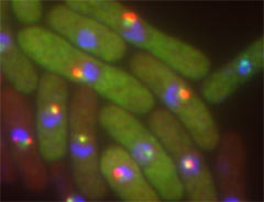 Control Function of Gene Expression