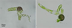 Botanical Organelle and Morphosis