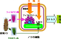 Plant Environmental Stress Response Mechanism