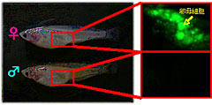 Sex Determination and Sexual Differentiation Mechanism