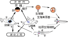 Characteristic of Germ Cell