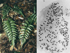 Analysis of Pteridophyte Diversity